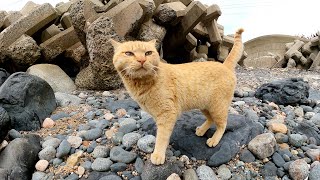波が打ち寄せる岩場をウロウロと歩き回って餌を探す猫達