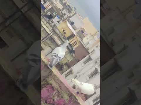 # #pathanbirds # #vilogpigeon # #birds # #kabootar #plzz_subscribe #