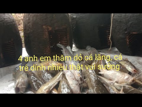 Video 4 anh em thăm dỏ cá dính nhiều cá trê, cá lăng... - youtube
