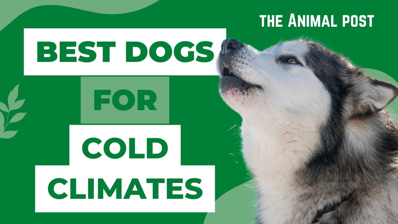 BEST dogs for COLD climates YouTube