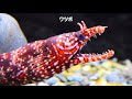 Giant creatures of the sea bgm2 / Billy BGM channel
