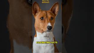 The Musical Basenji Dog | #dog #viral #friendlypets