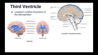 Ventricular System