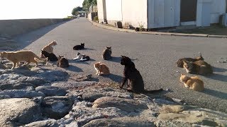 あのー　猫さん達、そこ道路なんですけど。。。