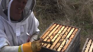 Online beekeeping course ep7: Langstroth hive inspection & AFB test