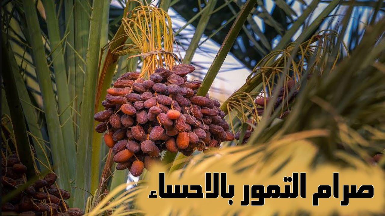 صرام التمر في المزرعة  2025/9/14