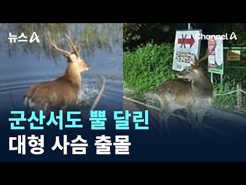 군산서도 <strong>뿔</strong> 달린 대형 <strong>사슴</strong> 출몰…주민 ‘화들짝’ / 채널A / 뉴스A