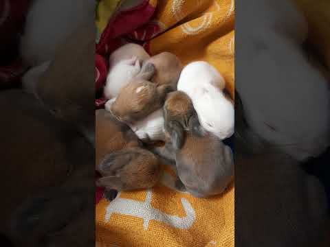 #rabbit #babyanimals #mycuterabbit #babypets 1 week old baby rabbits ...
