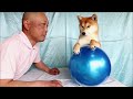 生後9カ月からの柴犬体操