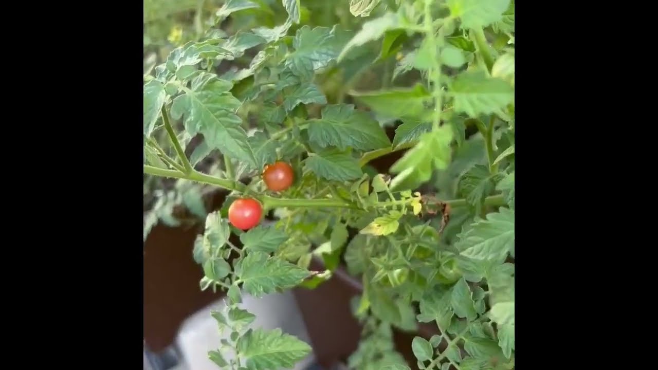 The Everglades Tomato