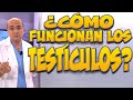 TESTÍCULOS, ¿cómo funcionan? - Cuerpo Humano #14