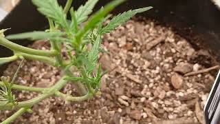Sour Jealousy Auto Day 70 Ending week 3 of Flower