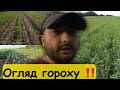 Горох цвіте‼️ З соняшником проблеми 🆘