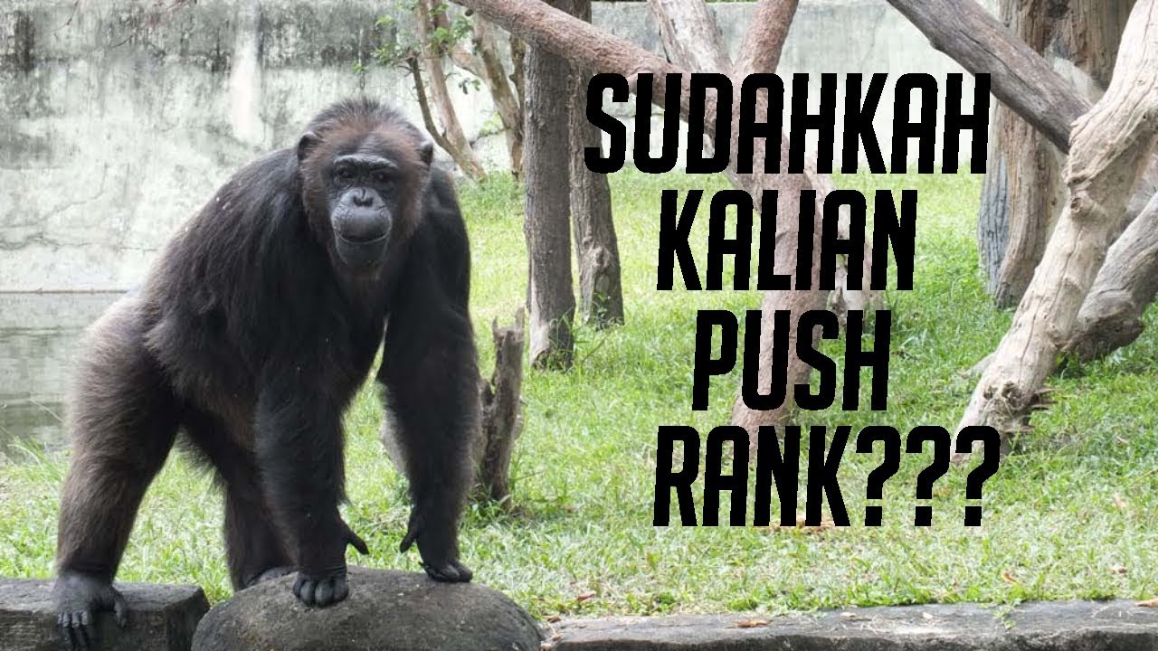 RANKED AUTO CHESS - Di Patch Lagi. Apa aja nih yang berubah?