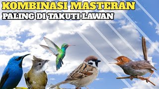 Masteran Super Kasar Tegas Dan Keras Siap Ratakan Gantangan