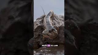 The Adorable Sea Monster That Never Grows Up 🌊 #animals #axolotl #youtubeshorts