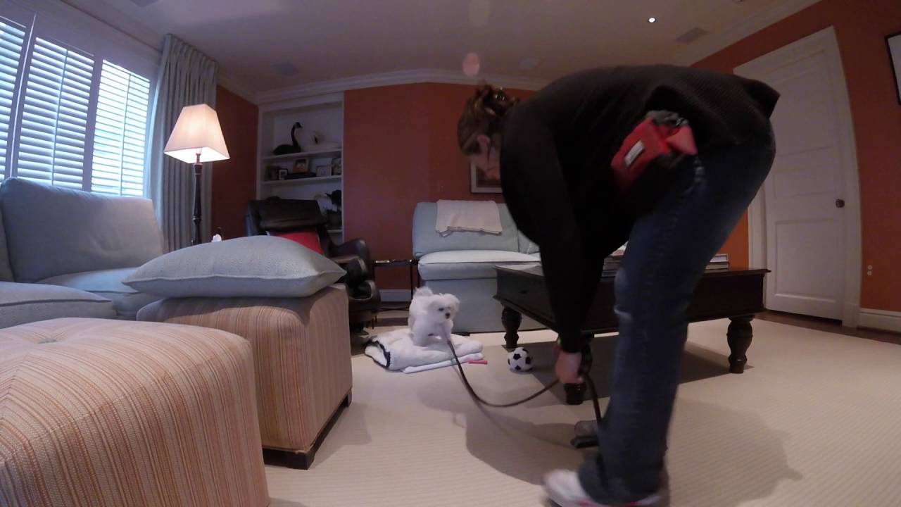 Beltway Dog Training DC 16 week Bichon Mojo Places YouTube