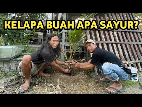 Investasi Buat Anak Cucu Menanam Pohon Kelapa Di Halaman Rumah Barangkali Nanti Ada Acara Tingkepan