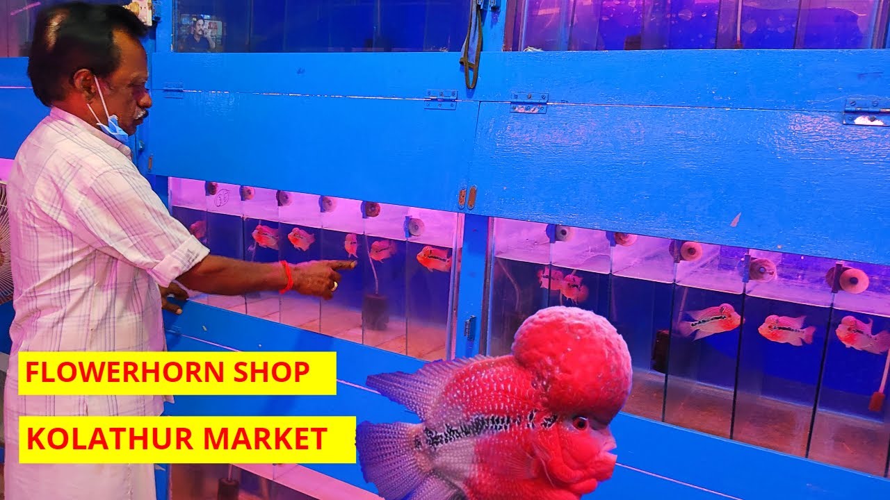 flowerhorn fish shop kolathur vlog Ep 18 sri ganapathy aquarium