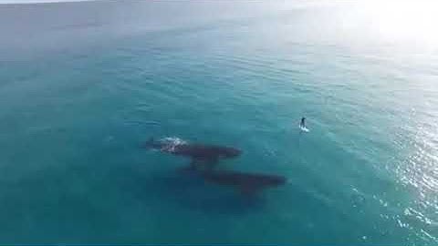 حالات واتس اب دينيه//قرآن كريم بصوت "احمد العجمي" ارح قلبك وسمعك💞🍂✌