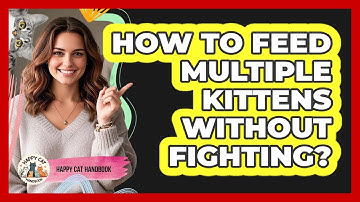 How To Feed Multiple Kittens Without Fighting? - Happy Cat Handbook