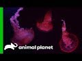 Carefully Moving Adult Jellyfish Into Their New Tank | The Aquarium