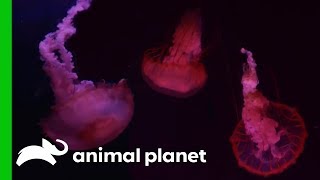 Carefully Moving Adult Jellyfish Into Their New Tank | The Aquarium