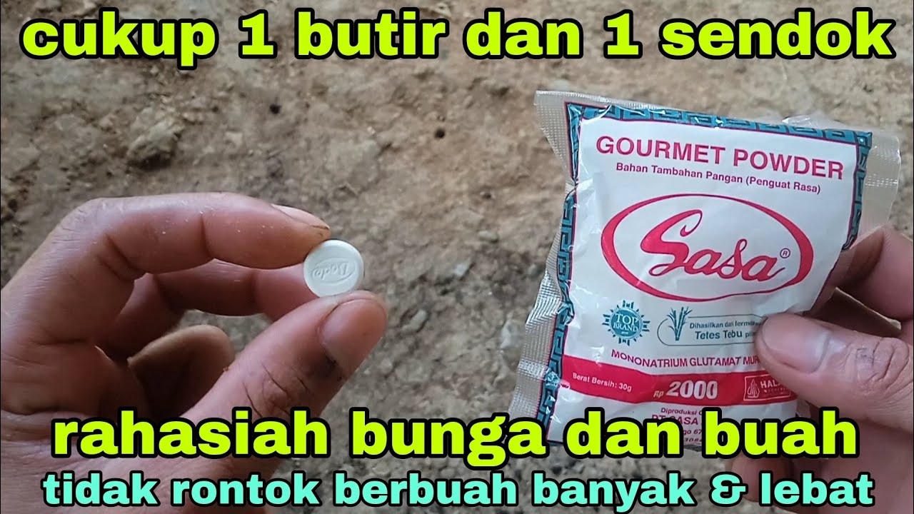 MERINDING liat buahnya setelah menggunakan cara ini berbuah banyak lebat dan tidak rontok