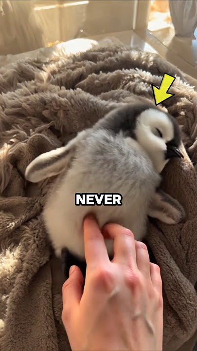 What Happens If You Pet a Penguin