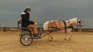 Amy Miniature Horse Driving