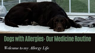 Environmental allergies in dogs- nightly medicine routine for Chocolate Lab #dogallergies by Rivers the Chocolate Lab 102 views 1 month ago 1 minute, 36 seconds