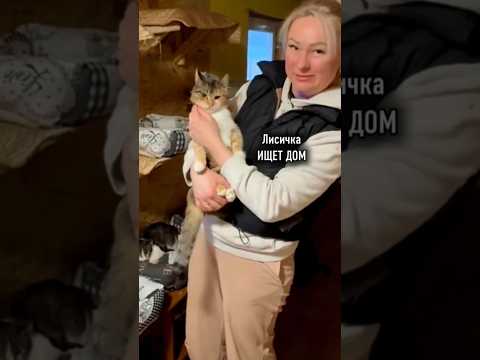 Как удочерить в описании. #брошенныекоты #красиваякошка #животные #веселыекоты  #котик #моякошка