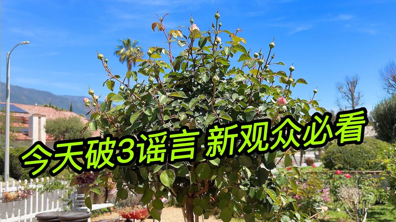 园艺篇367 新花到家赶紧换盆。热天浇水没问题且必须！藤本容易盲支？
