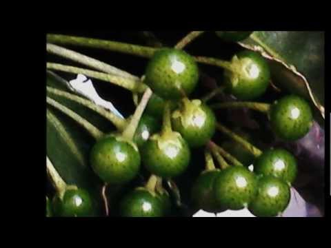 H.ocarina  未来予想図Ⅱ