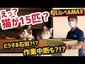 10匹以上、一軒家の猫屋敷！ねこちゃんをケアしながら6名7時間の過酷な作業【毛と匂いとの闘い】