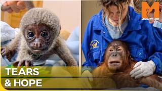 A Devastating Loss And a Beautiful New Life | Monkey Life Season 2 Episode 20