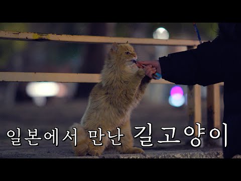 일본의 길고양이들과 함께하며 내가 느낀것