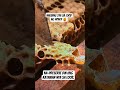 napabalutan ng honey ung ktawan ng 🐝 #viralnow #trending #trendingshorts #trendingvideo #bee #honey