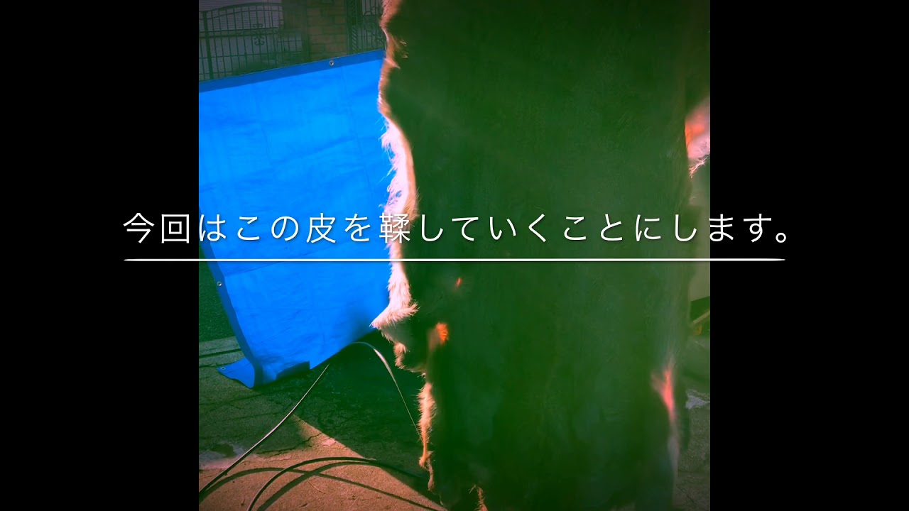 シカ皮なめし Deer Skin Tannning 1 Youtube