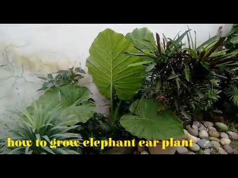 How to grow elephant ear plant 