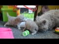 Selkirk Rex kittens - daily practice....avi の動画、YouTube動画。