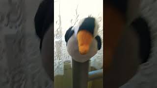 Popo Popi Şfetbeniöneçıkar