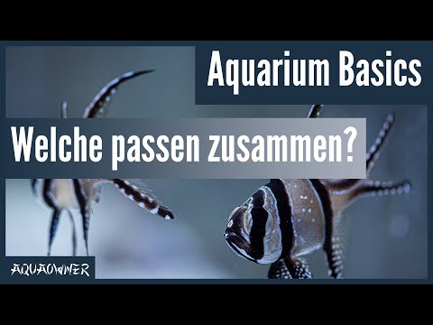 Video: Soll ich tropische Fische oder Kaltwasserfische halten?