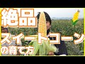 スイートコーン栽培の秘密★育て方★新規就農【農家訪問編5人目】