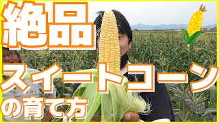 スイートコーン栽培の秘密★育て方★新規就農【農家訪問編5人目】