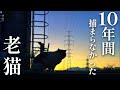 10年間去勢から逃げ続けた老ボス猫【地域猫