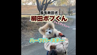 ムク毛の秋田犬 柳田ボブくん ハーフバースデー Youtube