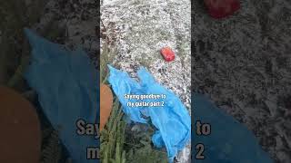 It Just Feels Wrong Watching Her Rot Out Of My Window