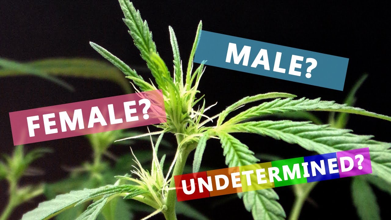 Sex your Cannabis Plants and Avoid the Traps! YouTube