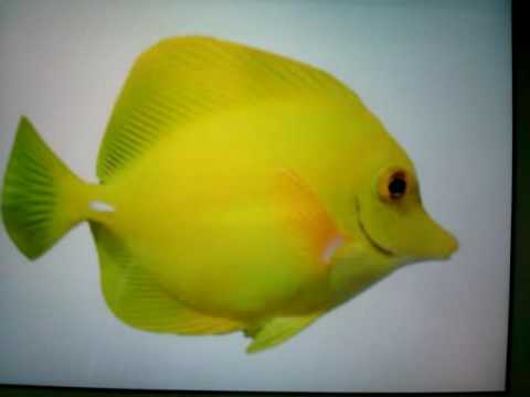 Video: Peces De Agua Salada Para Principiantes: Cardinalfishes (familia Apogonidae)